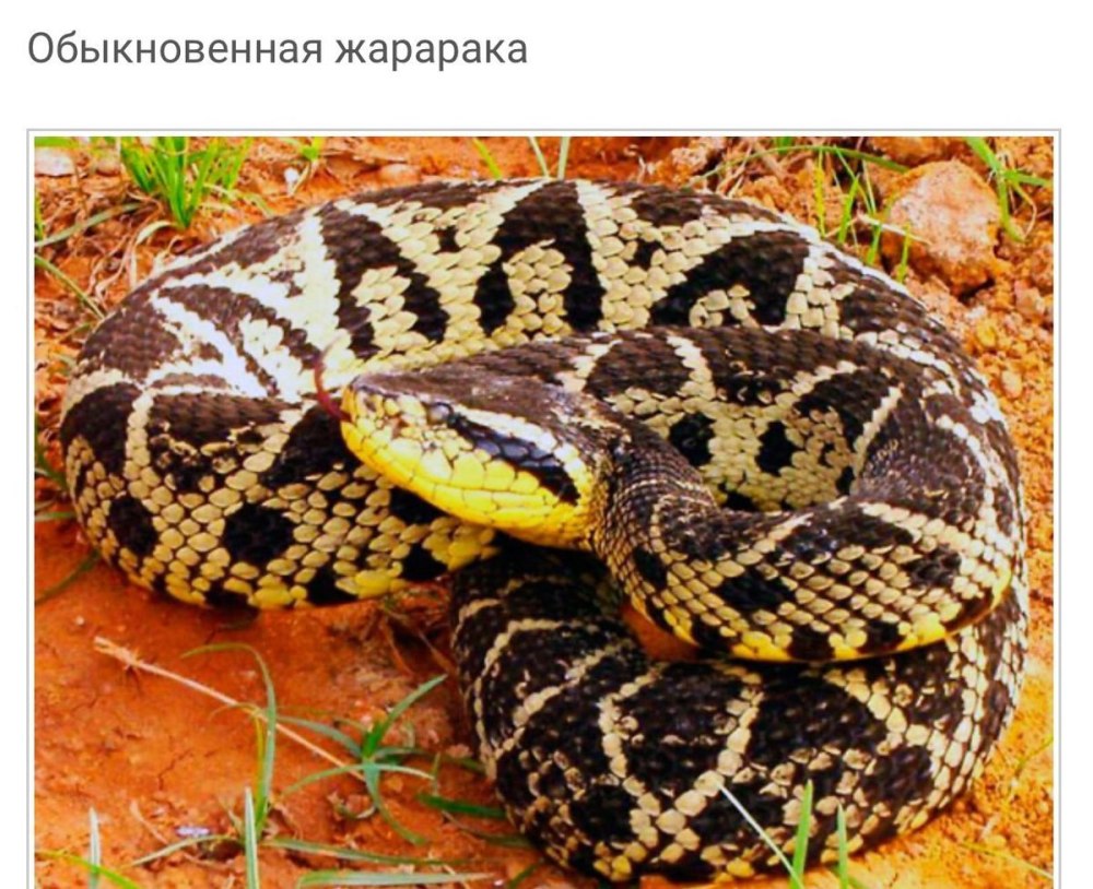 Жарарака змея