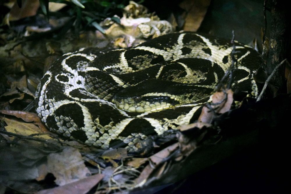 BOTHROPS jararacussu