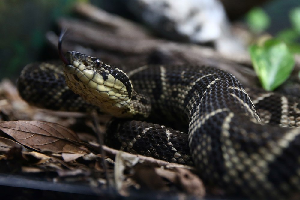 Snake Venom as Medicine