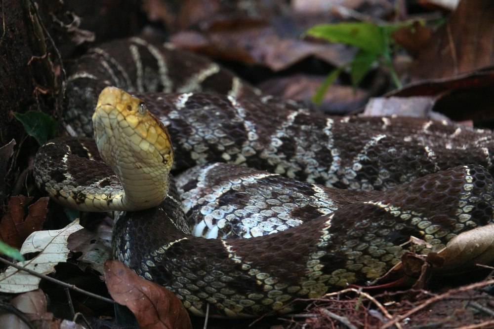 BOTHROPS Asper змея