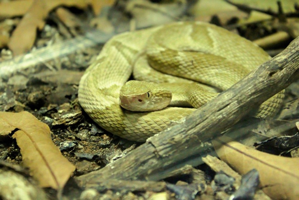 Golden Lancehead змея