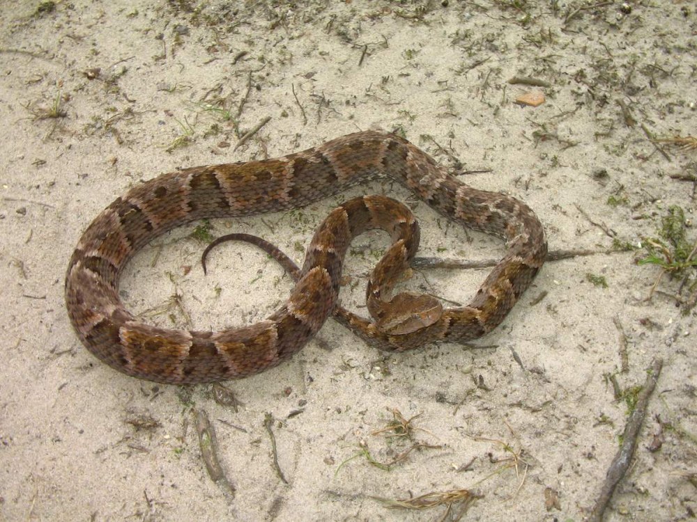 BOTHROPS Atrox