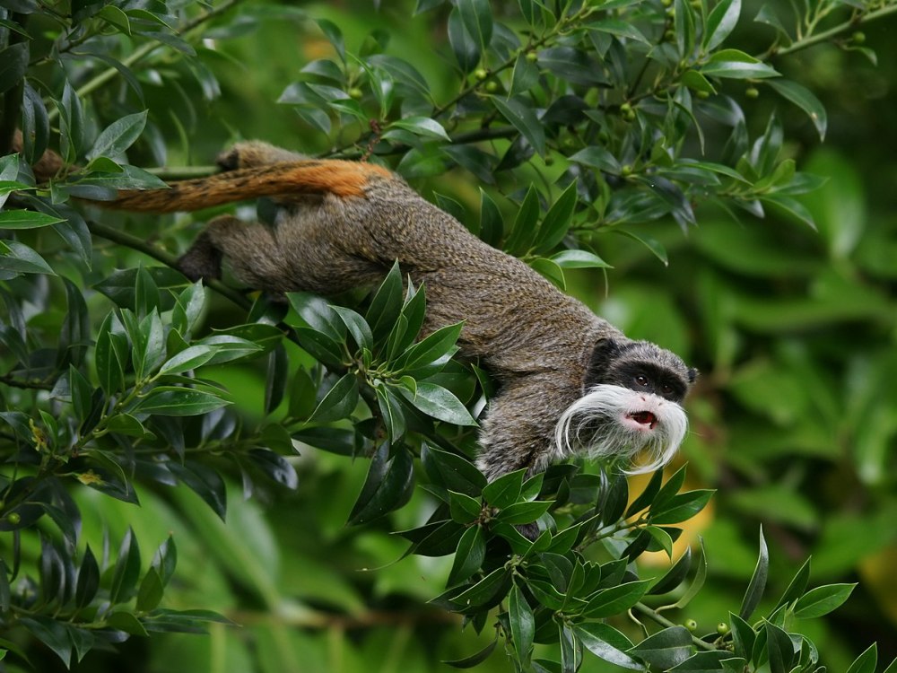 Saguinus Imperator