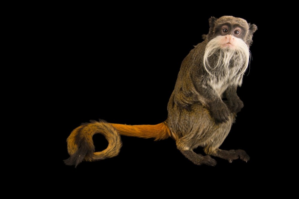 Saguinus Imperator
