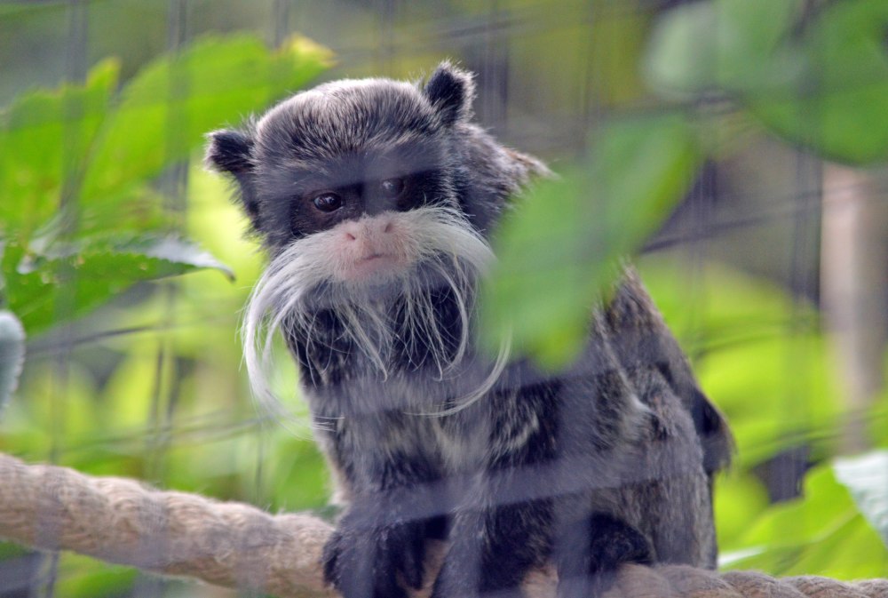 Saguinus inustus