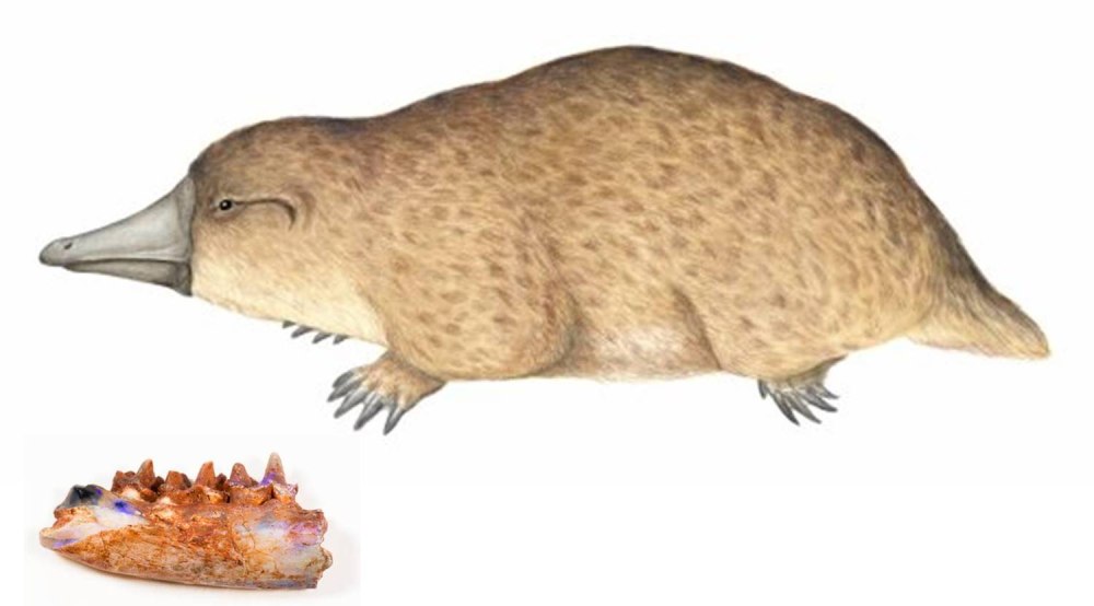Kollikodon ritchiei