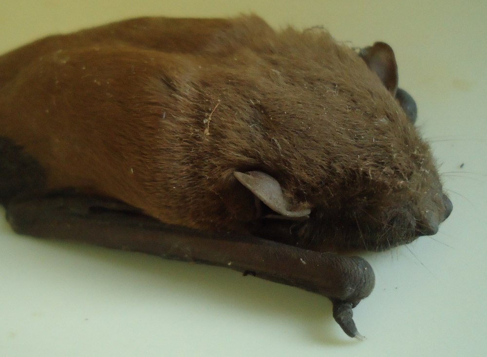 Nyctalus plancyi