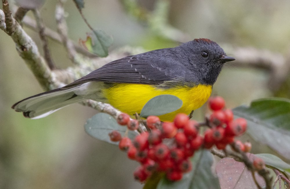 Myioborus melanocephalus