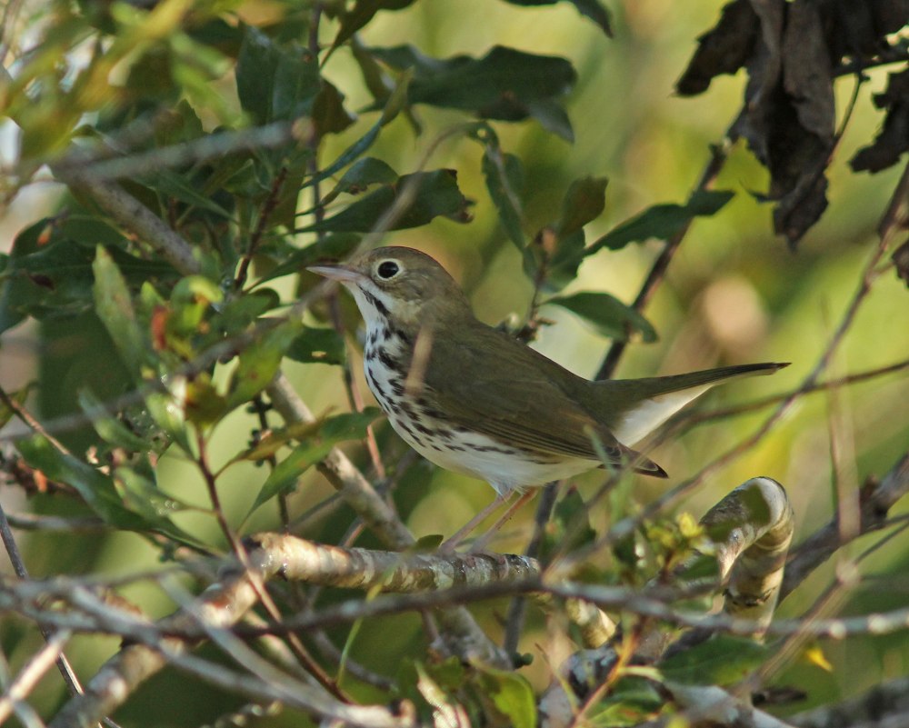 Миртовый Лесной певун (Dendroica coronata)