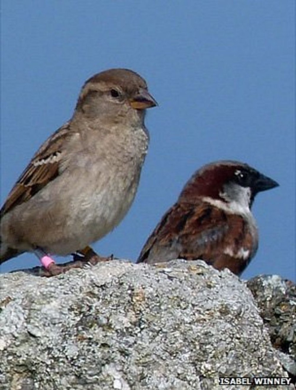 3b Sparrow