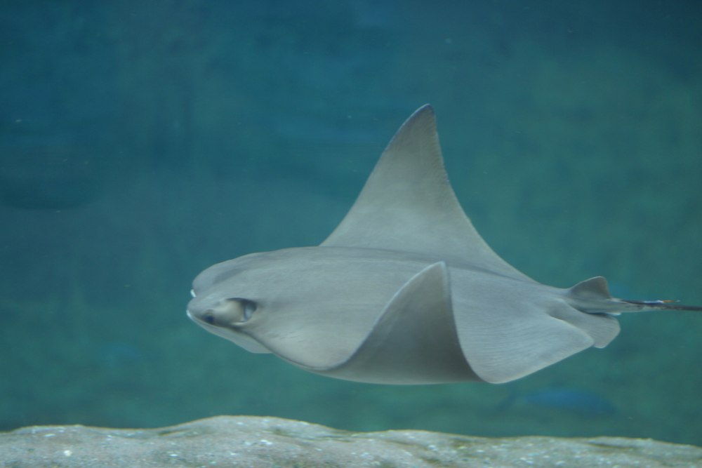 Скат Rhinoptera
