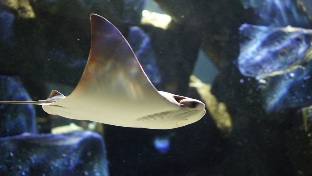 Rhinoptera javanica