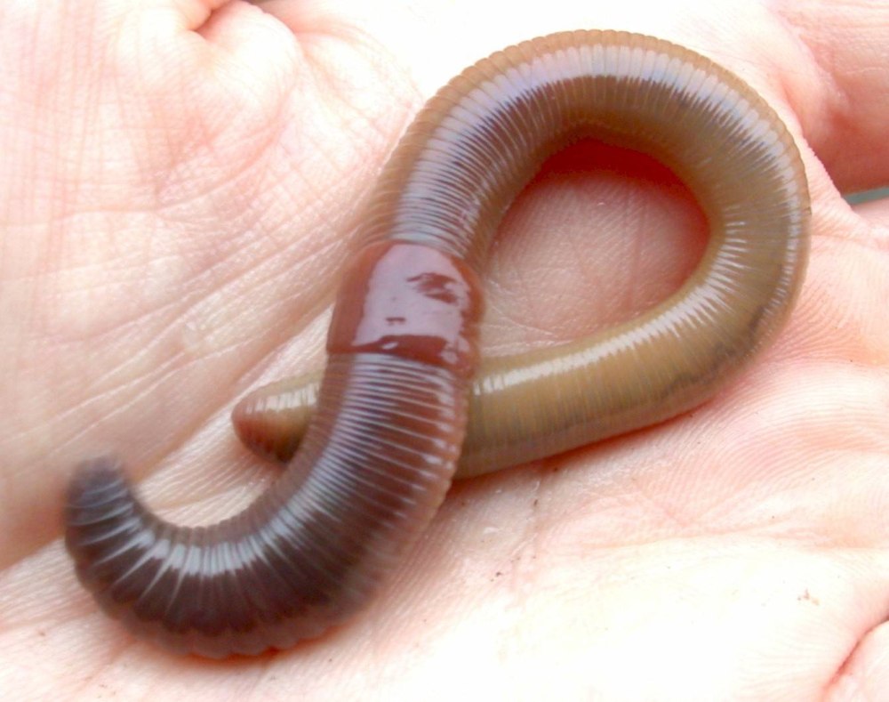 Червь Земляной (Lumbricus terrestris)