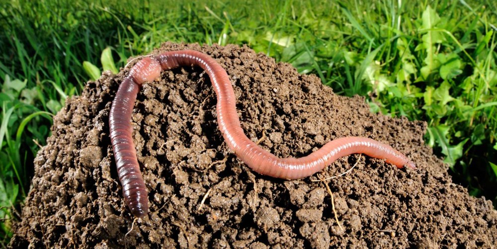 Червь Земляной (Lumbricus terrestris)
