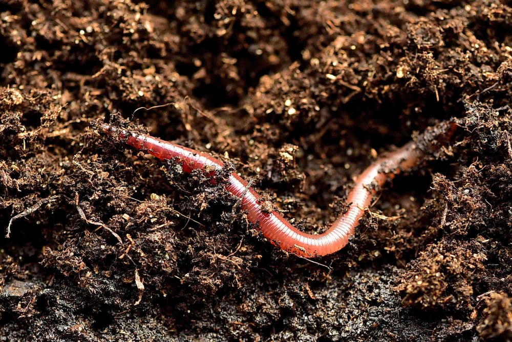 Червь Земляной (Lumbricus terrestris)
