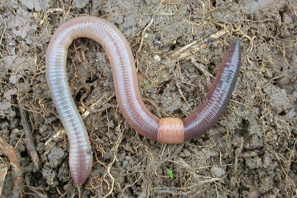 Червь Земляной (Lumbricus terrestris)
