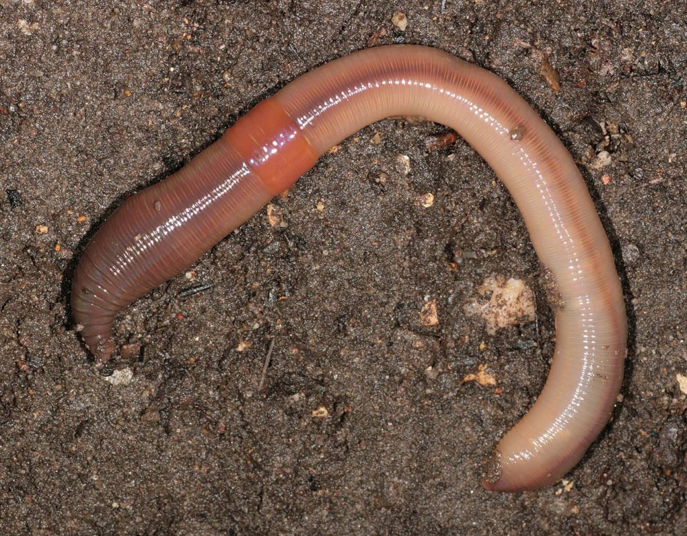 Дождевой червь Lumbricus terrestris