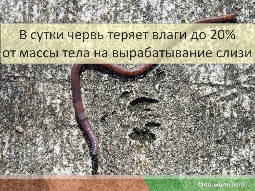 Интересные факты о дождевых червях