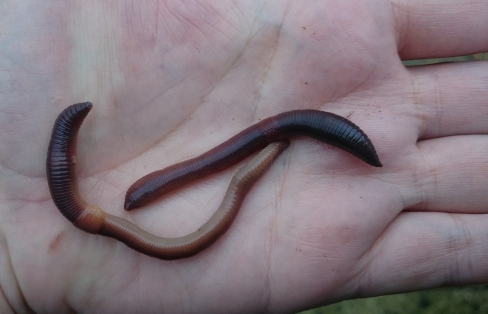 Червь Земляной (Lumbricus terrestris)