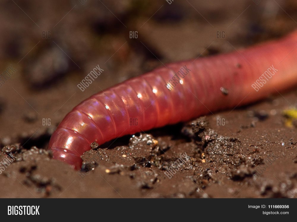 Червь Земляной (Lumbricus terrestris)
