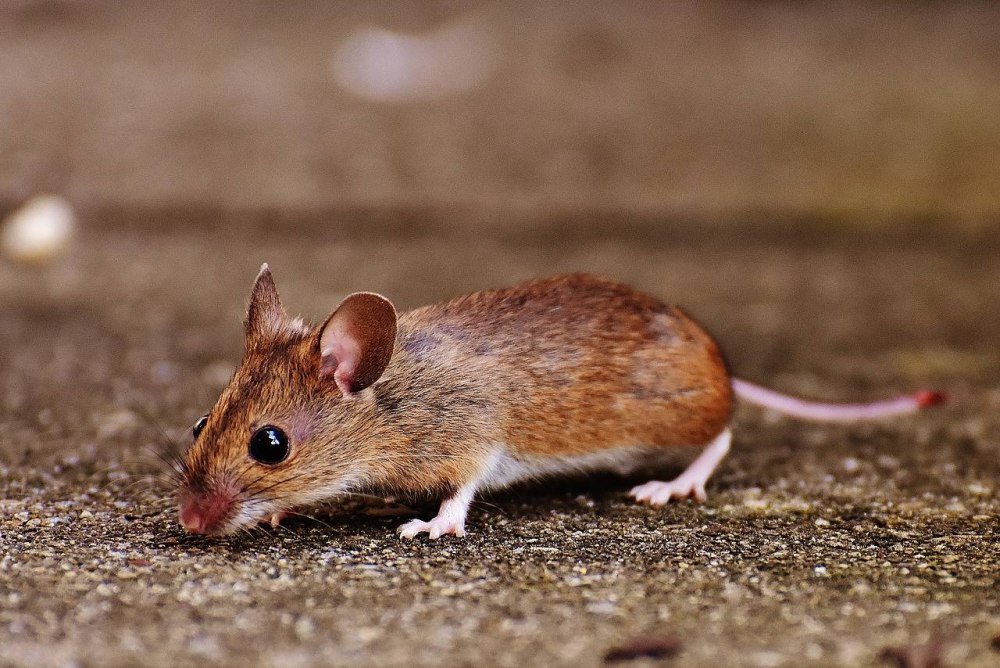 Apodemus sylvaticus