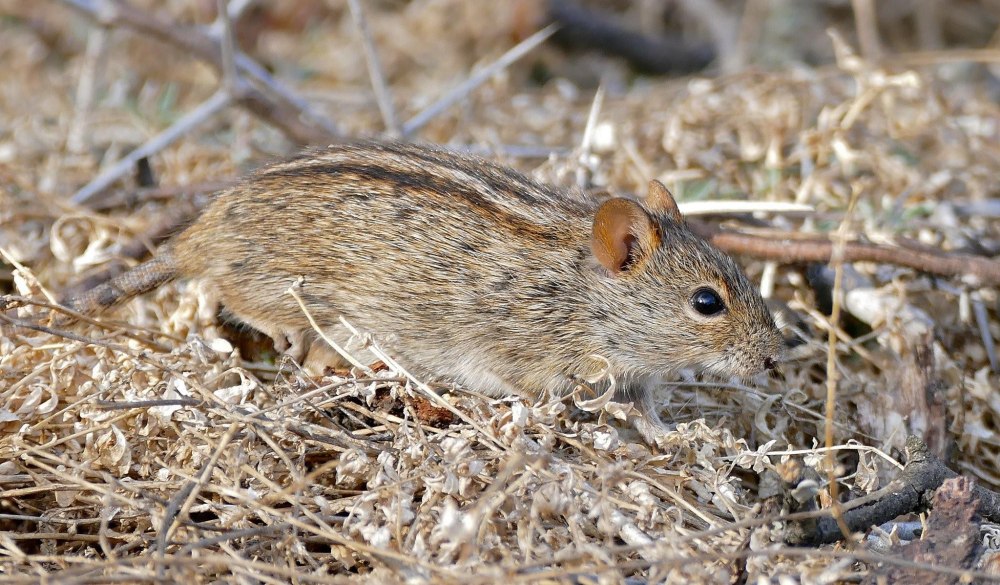 Rhabdomys pumilio