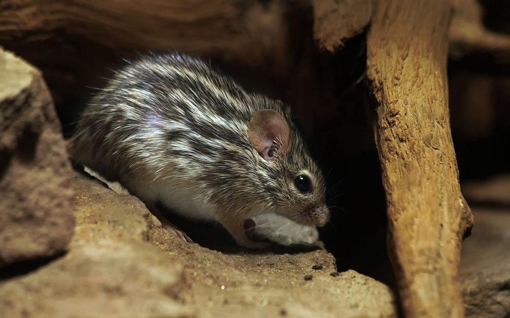 Lemniscomys barbarus