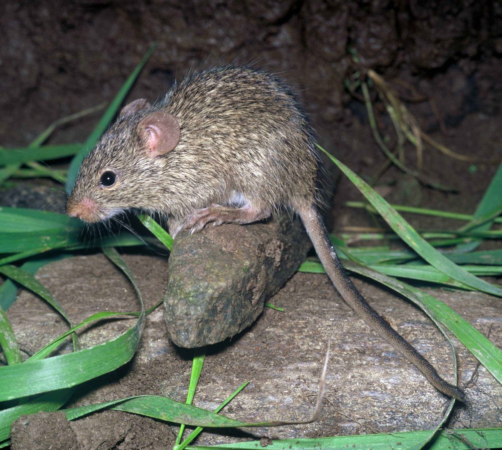 Arvicanthis niloticus