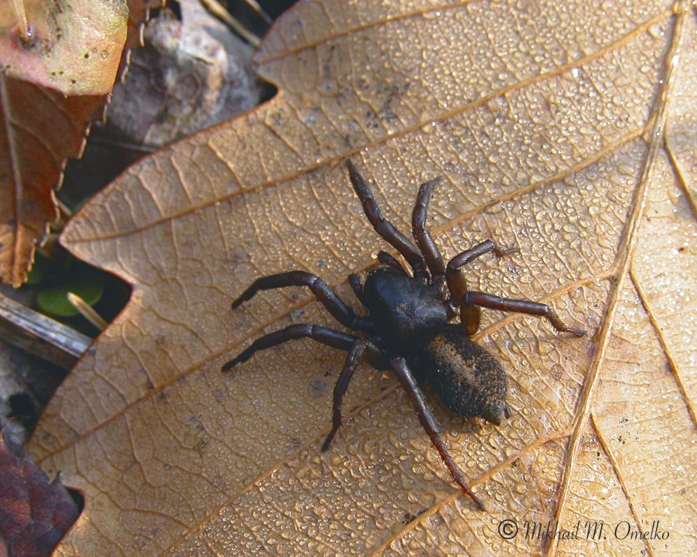 Паук Gnaphosidae Zelotes