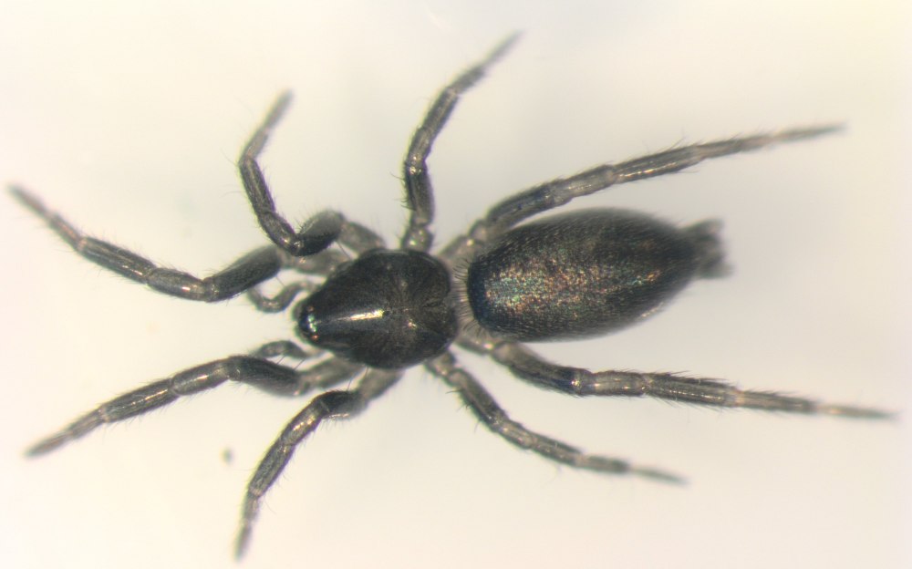 Паук Gnaphosidae Zelotes