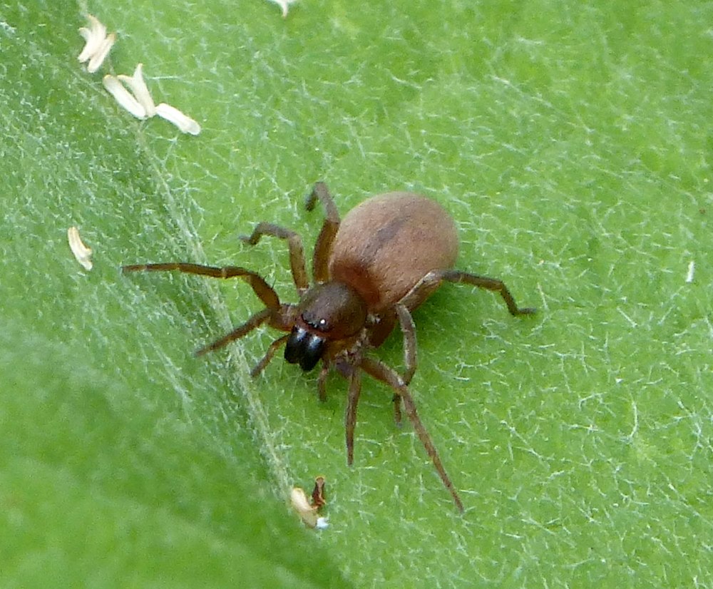 Gnaphosidae