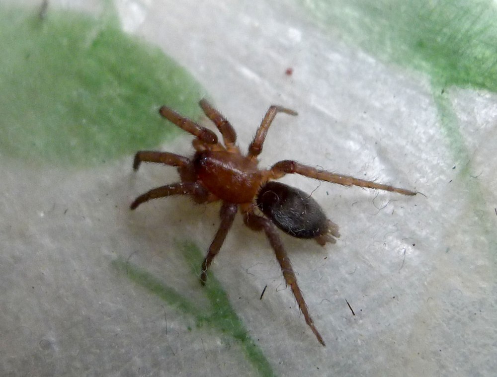 Паук Gnaphosidae Zelotes