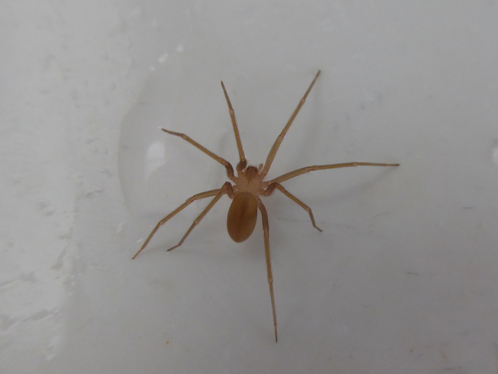 Паучок Loxosceles rufescens