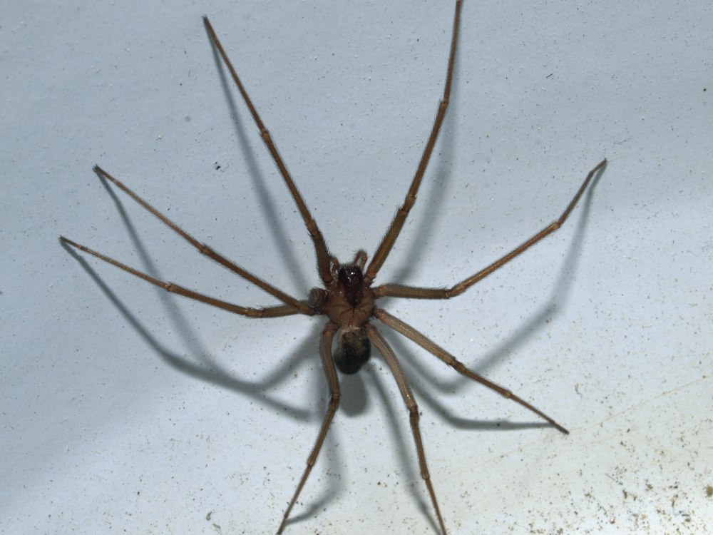Паучок Loxosceles rufescens