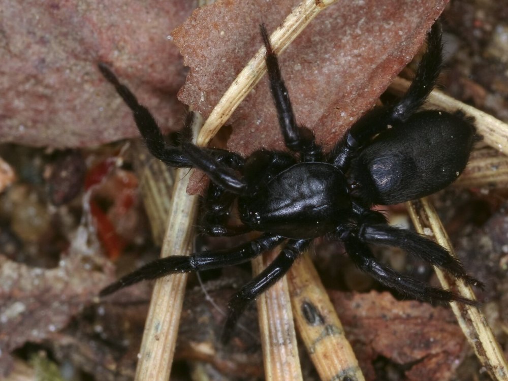 Паук Gnaphosidae Zelotes