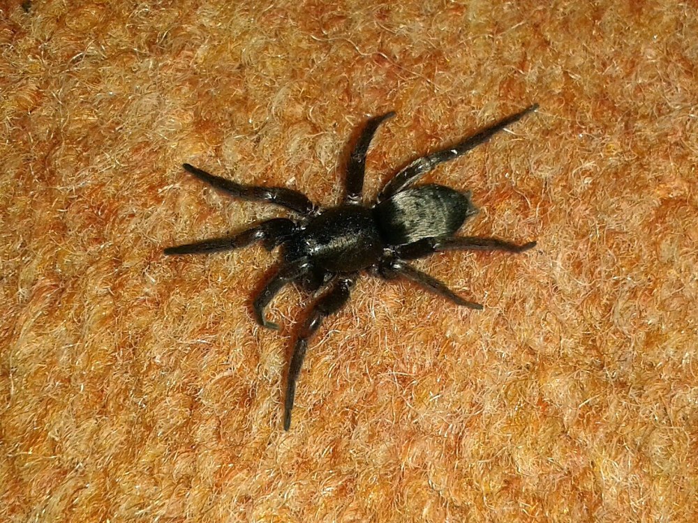 Scotophaeus blackwalli паук