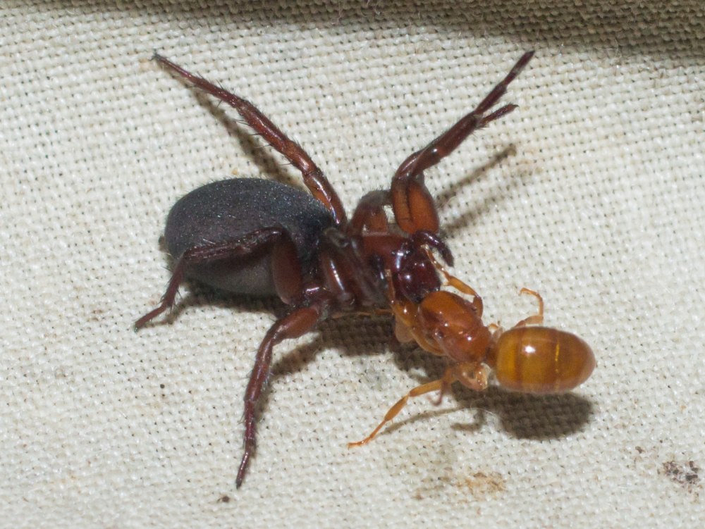 Gnaphosa muscorum