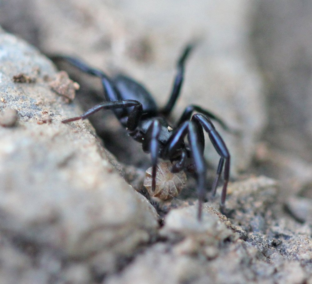 Паук Gnaphosidae Zelotes