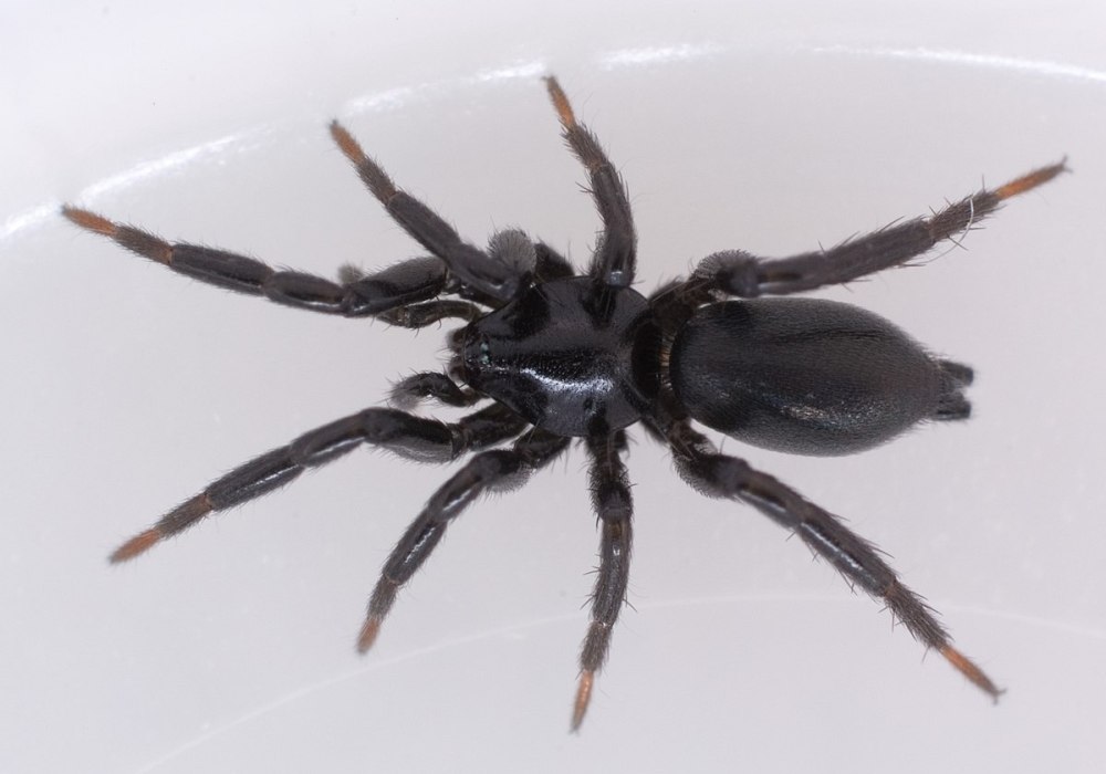 Паук Gnaphosidae Zelotes