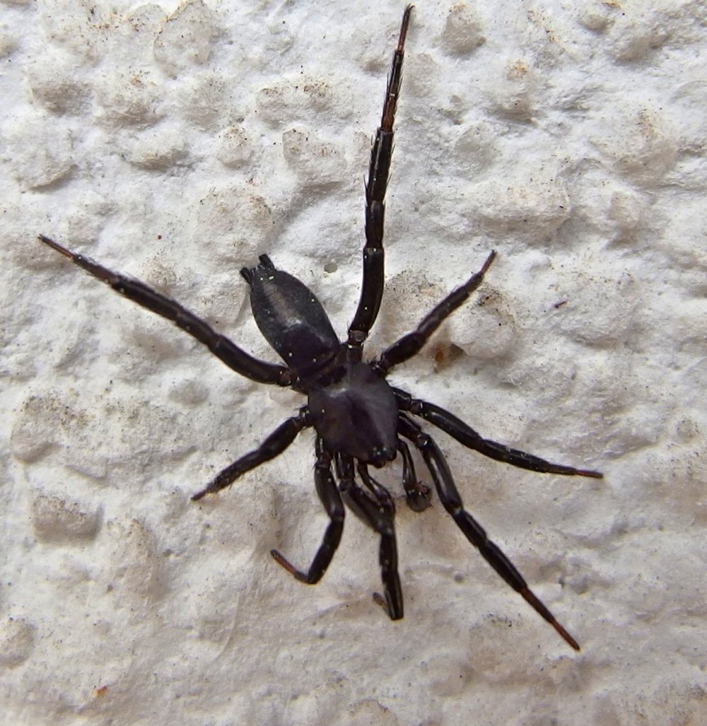 Паук Drassyllus praeficus