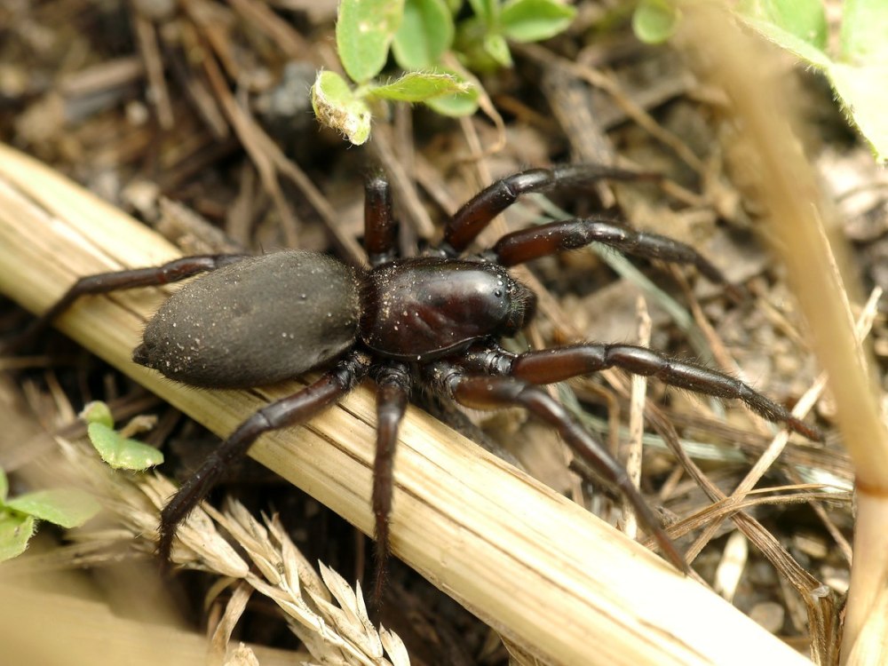 Gnaphosa mcheidzeae