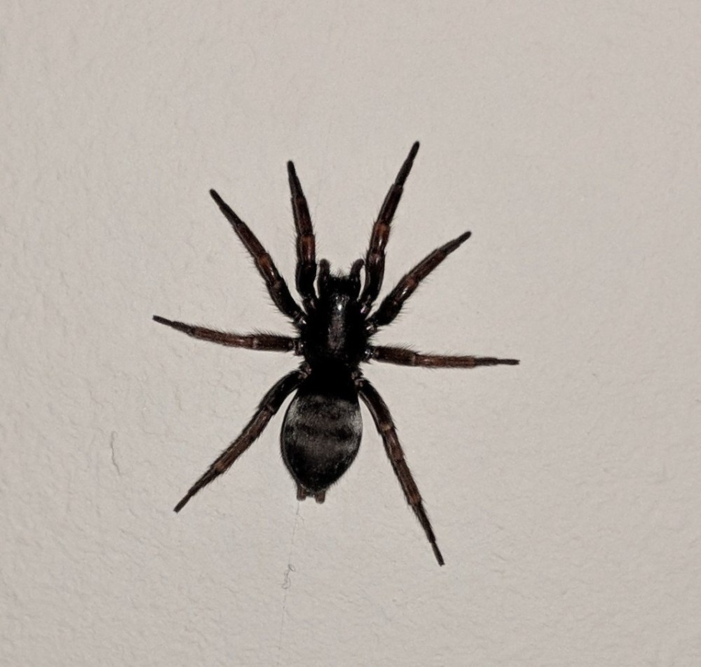 Scotophaeus scutulatus