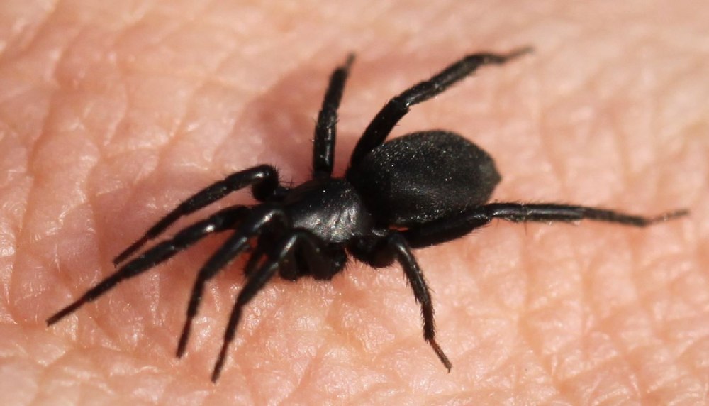 Zelotes subterraneus паук
