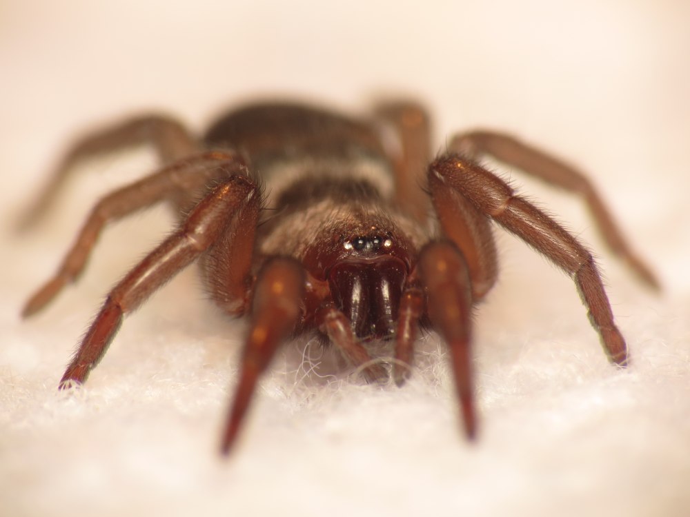 Scotophaeus