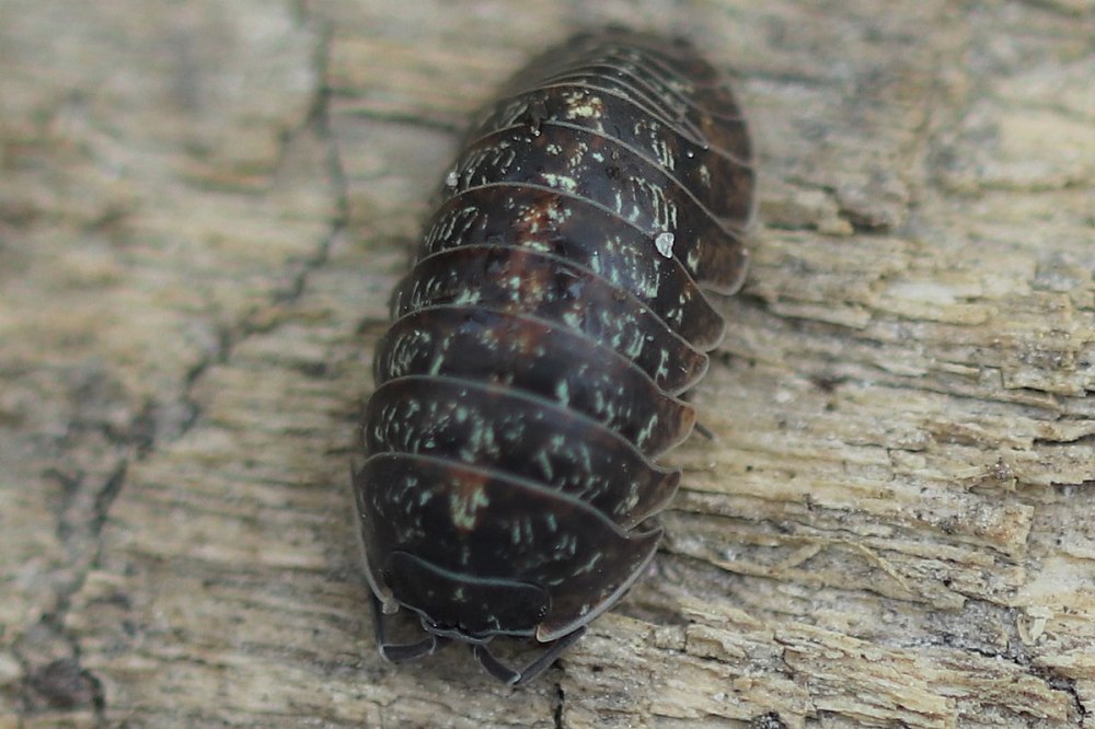 Armadillidium SP. (Georgia)