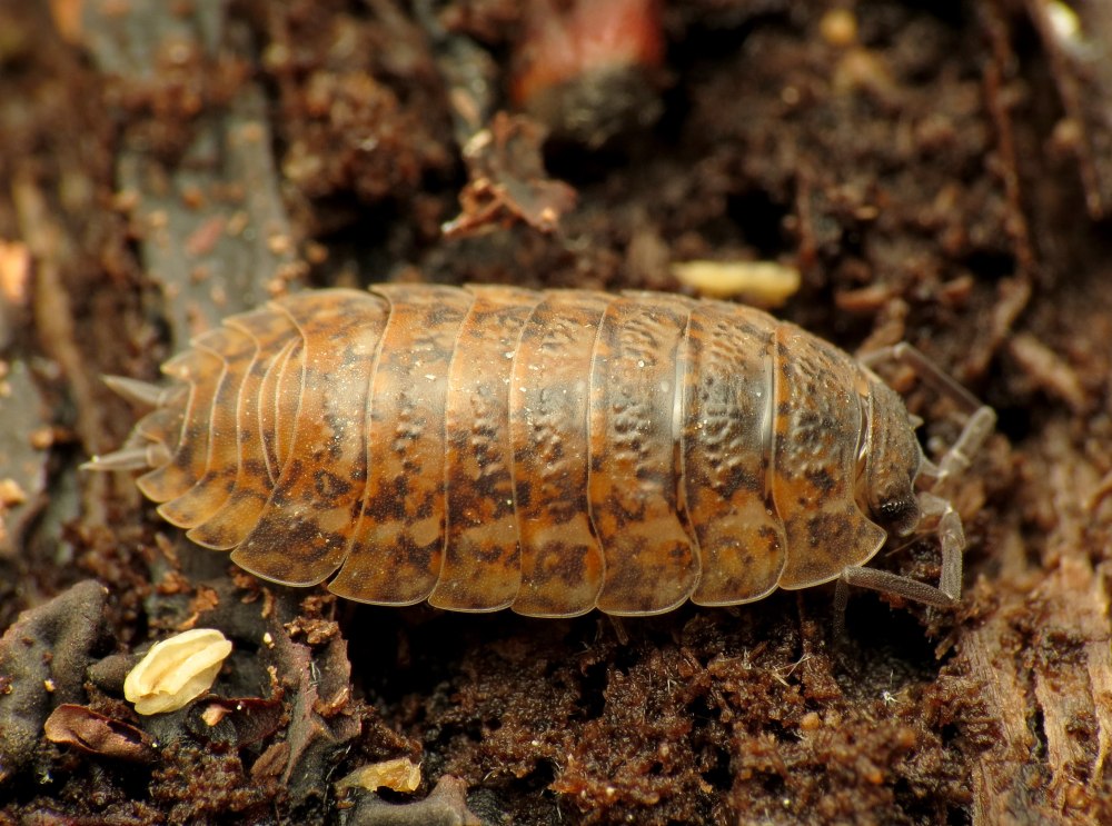 Мокрица Trachelipus rathkii