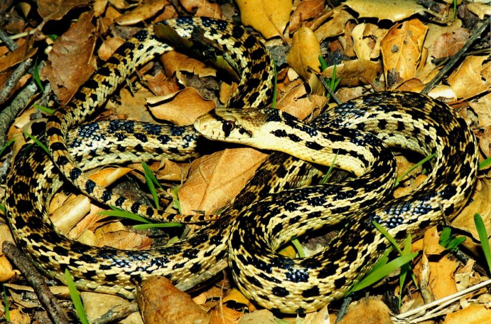 Pituophis catenifer