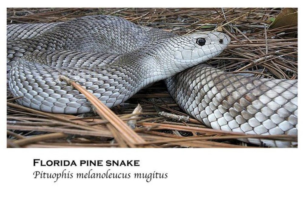 Pituophis melanoleucus mugitus