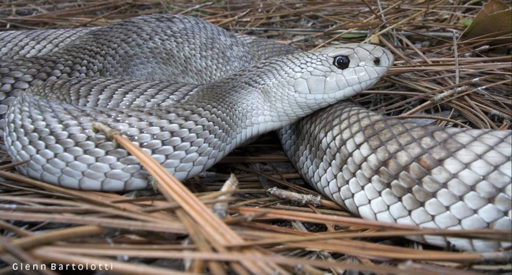 Pituophis melanoleucus
