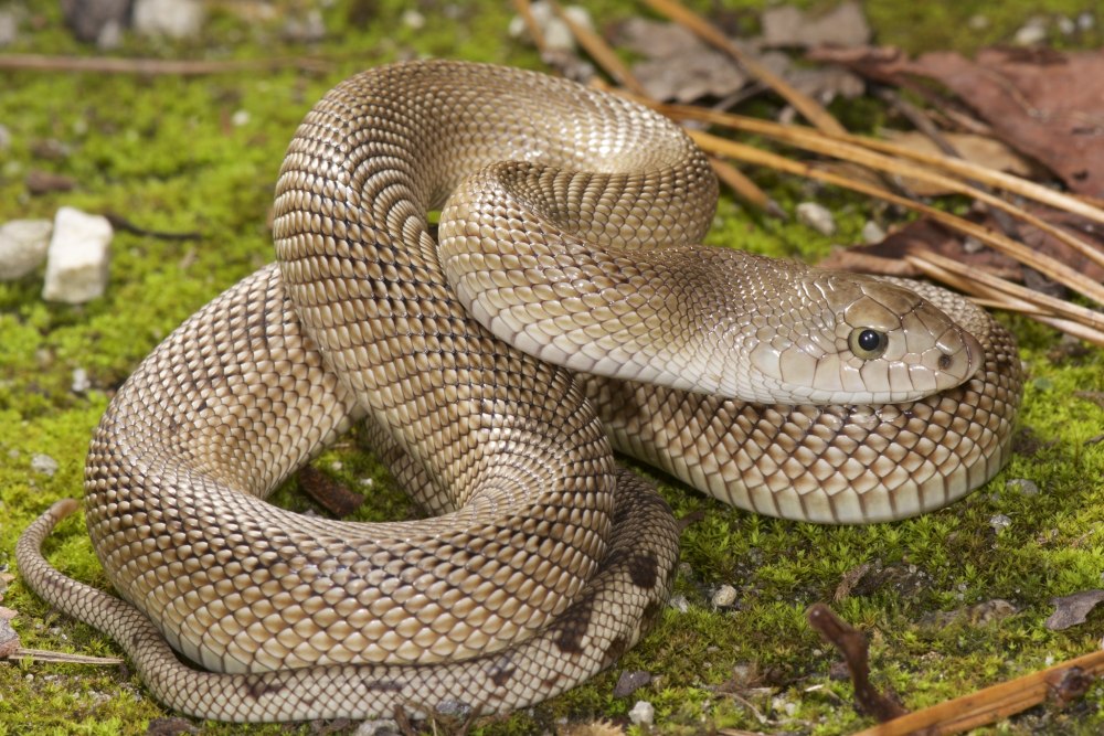 Pituophis melanoleucus